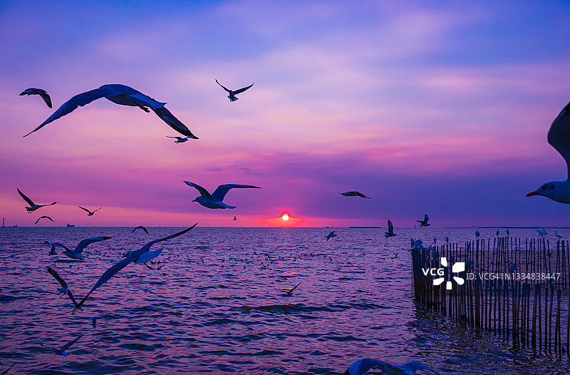 日落时海鸥在海面上飞行的风景图片素材