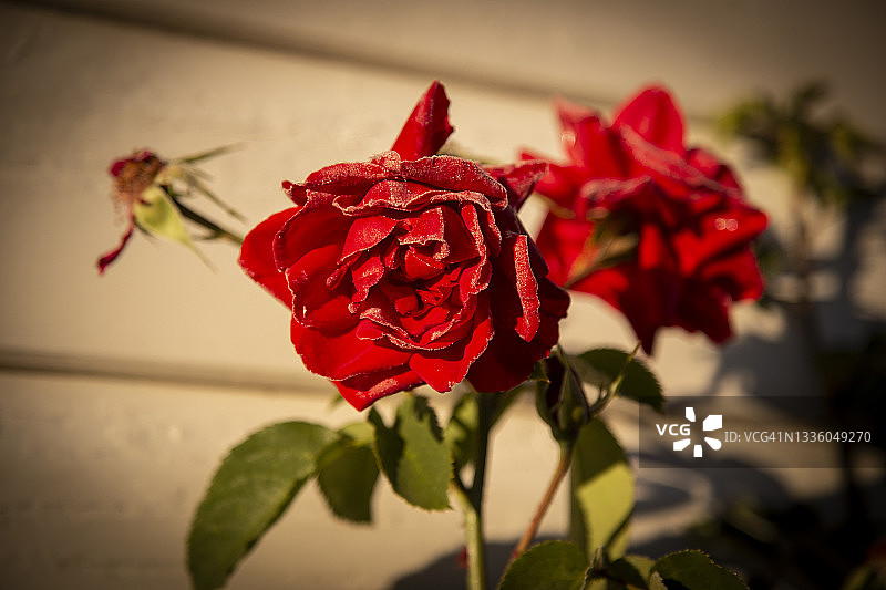 红玫瑰花上的早霜在晨光中给人一种轻盈的感觉。模糊的背景使这个图像完美的复制或背景。图片素材
