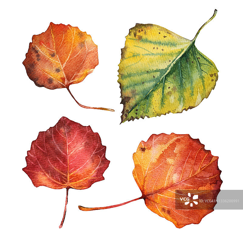集水彩手绘秋黄绿红叶孤立在白色背景上。森林自然植物叶。有创意的剪纸为万圣节，贴纸，卡片，墙纸，包装图片素材