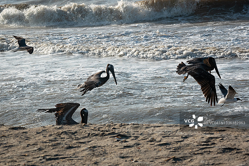 棕色的鹈鹕和海鸥在海滨附近飞行和游泳图片素材