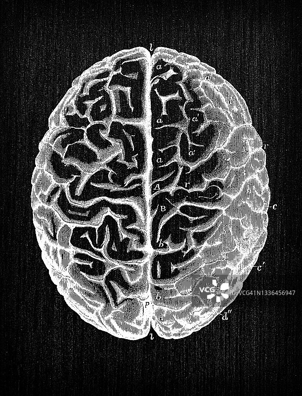 人体解剖神经系统的古董插图:大脑图片素材