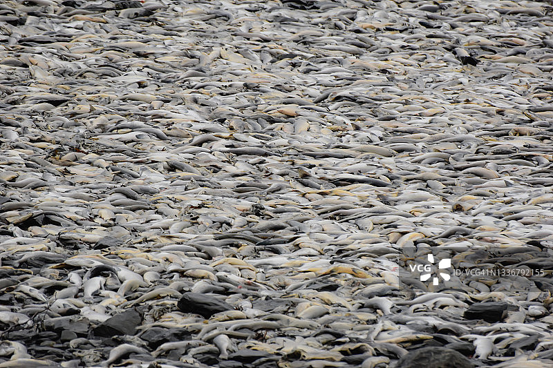 阿拉斯加瓦尔迪兹的鲑鱼产卵图片素材