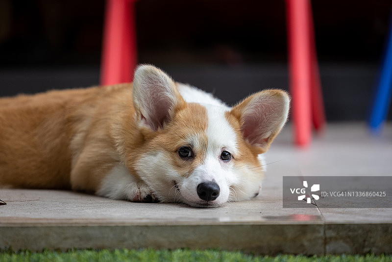 一只躺在院子里的威尔士柯基犬。图片素材