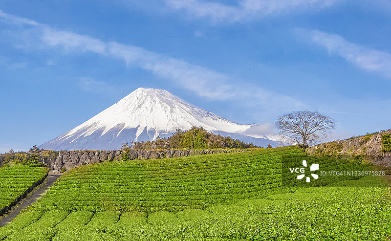 日本静冈县富士市今宫的绿茶种植园和富士山背景的风景图片素材
