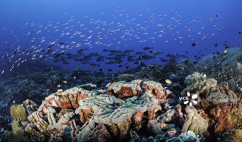 巴布亚新几内亚，威图群岛地区，有大量热带鱼的珊瑚礁海景。图片素材