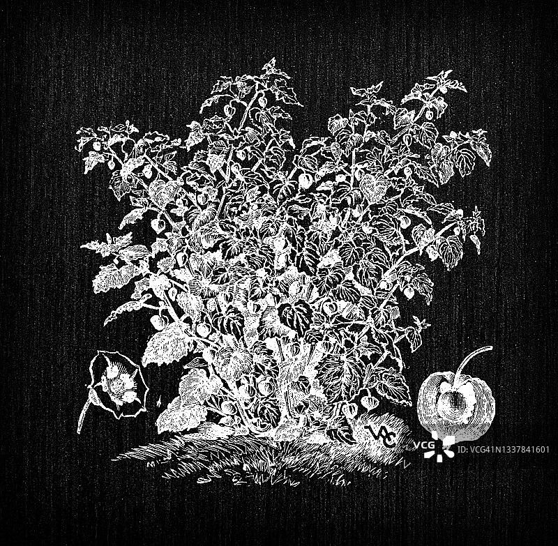 植物学蔬菜植物仿古雕刻插画:Physalis alkekengi(桔梗、中国灯笼、日本灯笼、草莓地樱桃或冬樱桃)图片素材