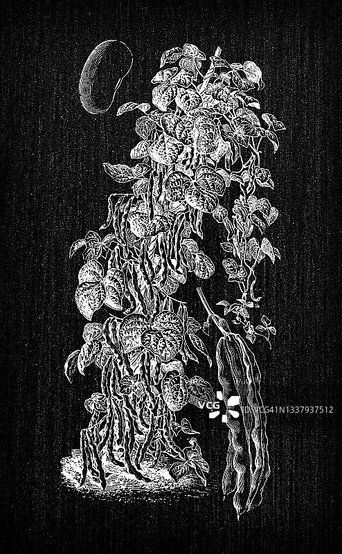植物学蔬菜植物仿古雕刻插图:白豆图片素材
