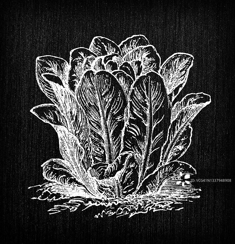植物学蔬菜植物古董雕刻插图:长叶莴苣图片素材