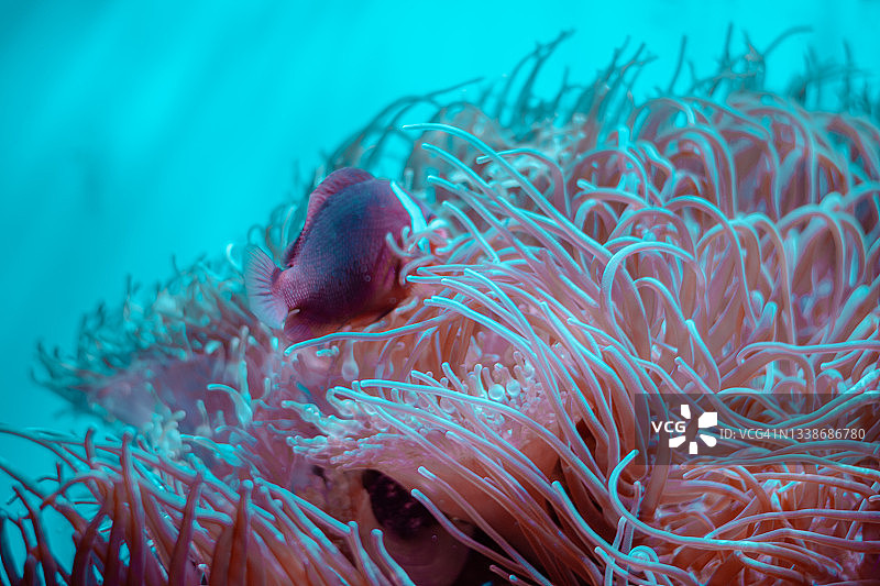 亚洲泰国安达曼海的珊瑚和鱼的特写图片素材