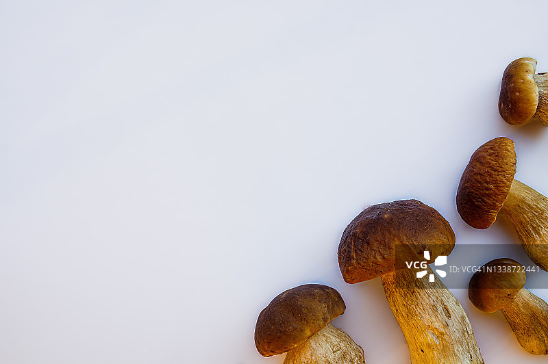 分离的牛肝菌蘑菇在白色背景与复制空间图片素材