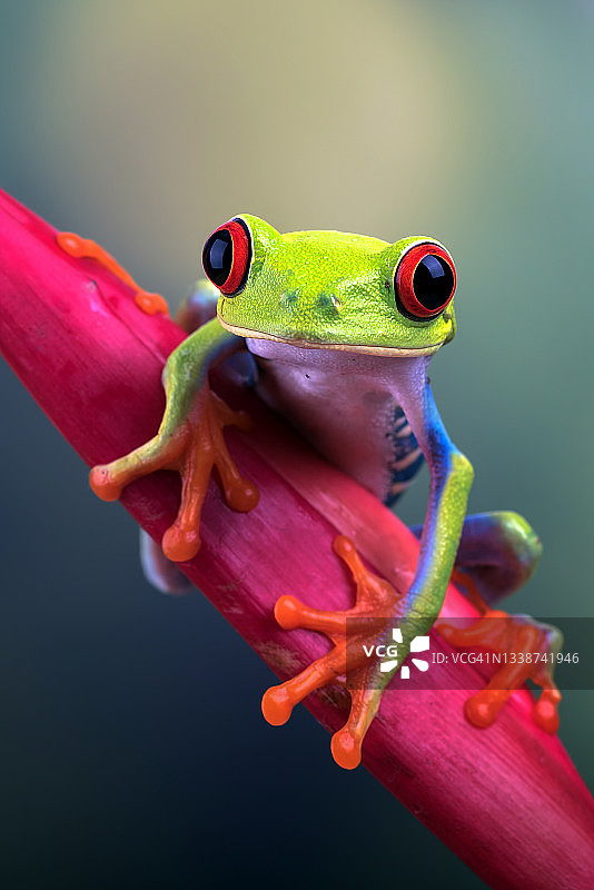 红眼树蛙坐在花上图片素材