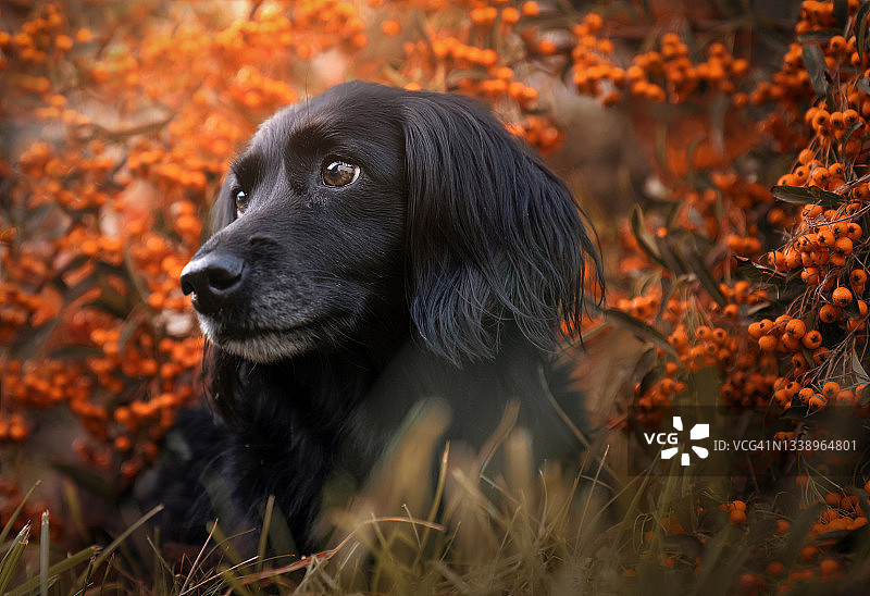 黑狗的秋天肖像图片素材