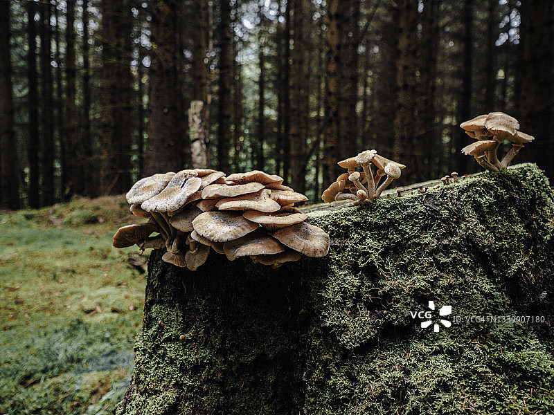 在苔藓覆盖的森林里生长的蘑菇和真菌。图片素材