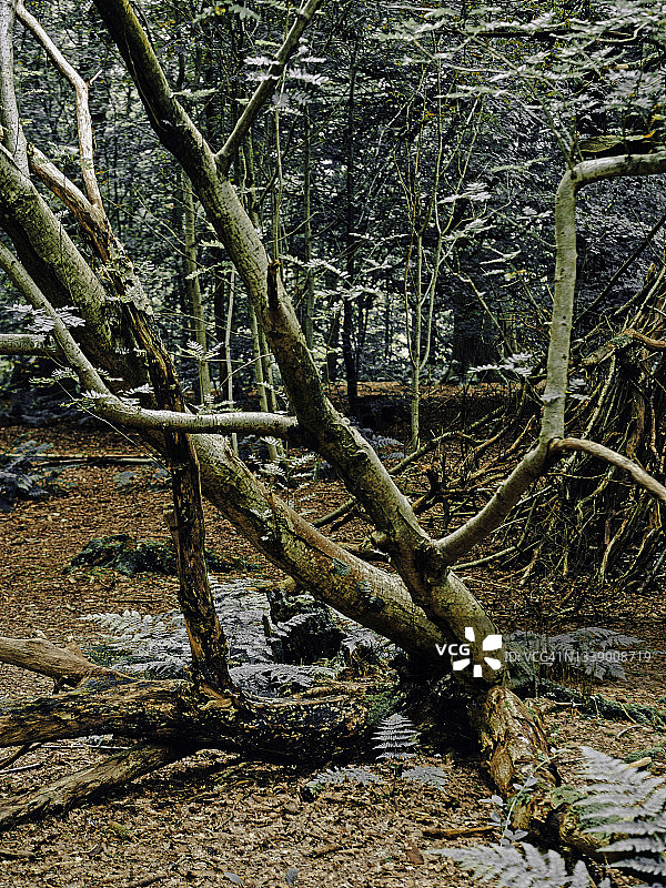 神秘的森林和苔藓覆盖着树木。图片素材