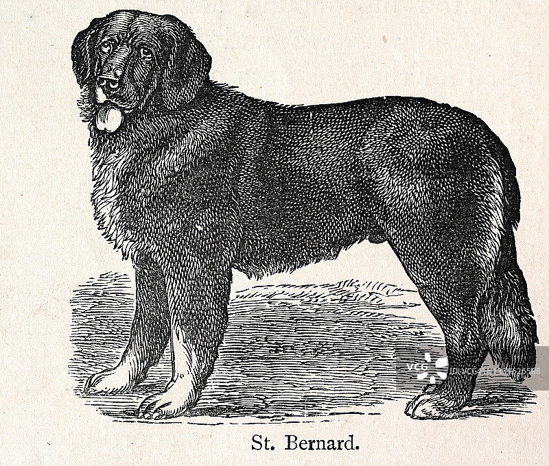 19世纪圣伯纳救犬的经典插图图片素材
