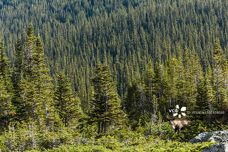 驯鹿站在绿色的森林里图片素材