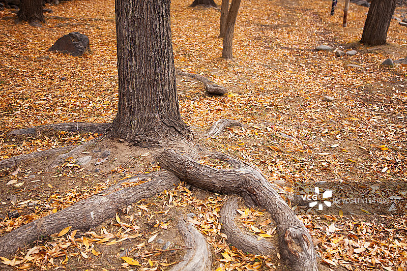 树干和秋天的落叶图片素材