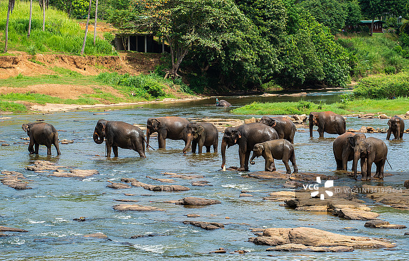 在斯里兰卡的Pinnawala大象孤儿院，一群大象正在过河。图片素材