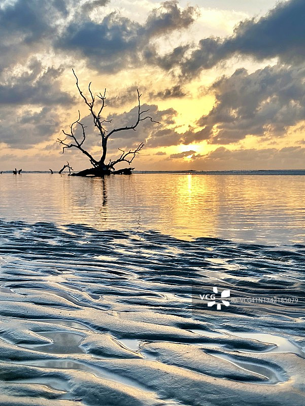 大西洋日出时的骷髅树图片素材
