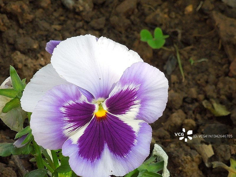 美丽的紫白色园林三色堇植物大花盛开。堇型花。堇菜科的家庭。图片素材