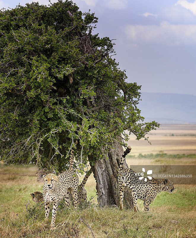 在肯尼亚马赛马拉，四只猎豹在开始捕猎前正在标记自己的领地图片素材