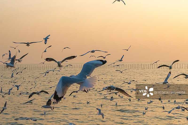 海鸥在日落时在海面上飞翔图片素材
