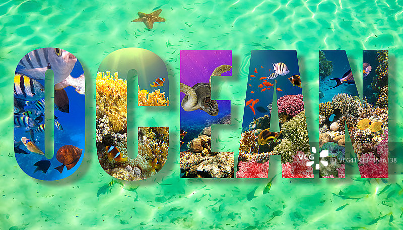 水下天堂背景珊瑚礁野生动物自然拼贴与鲨鱼，蝠鲼，海龟五颜六色的鱼与波浪在前面图片素材