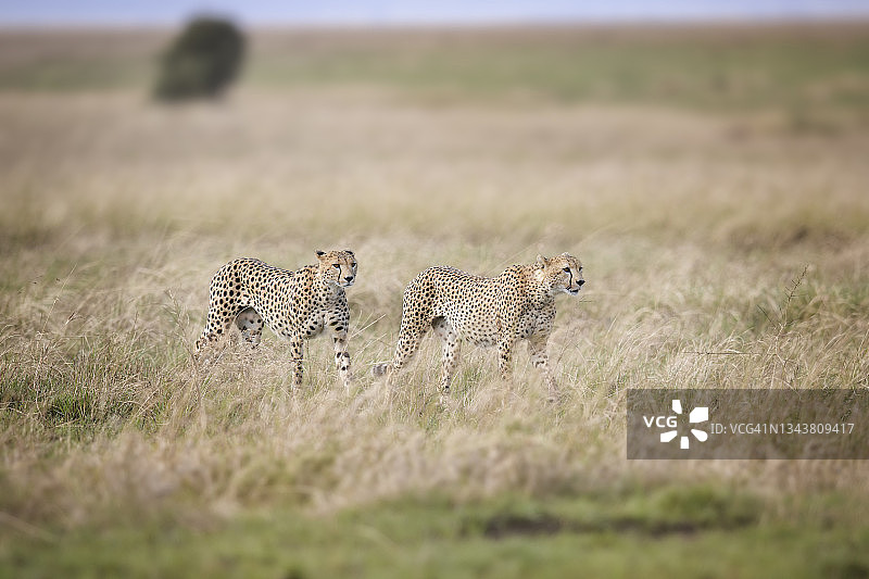 在肯尼亚马赛马拉，一对猎豹母子漫步在风景中图片素材