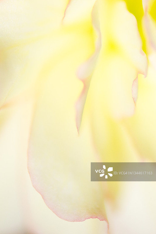 梦幻般的海棠花瓣的特写图像图片素材
