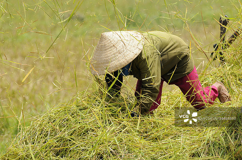 越南，东南亚，妇女在收割稻谷时堆放稻草图片素材
