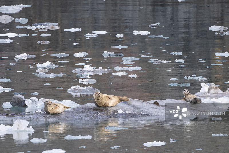 冰上的港海豹图片素材