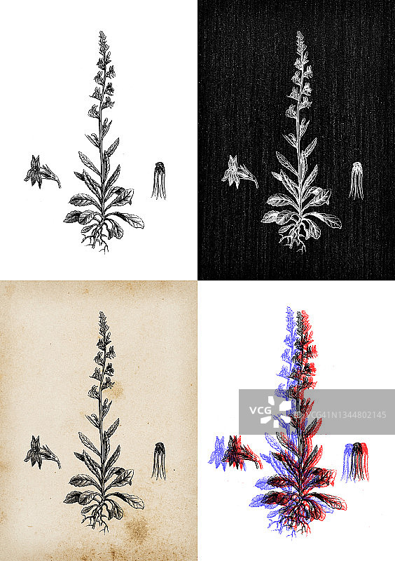 古代植物学插图:半边莲，石南半边莲，辛辣半边莲图片素材