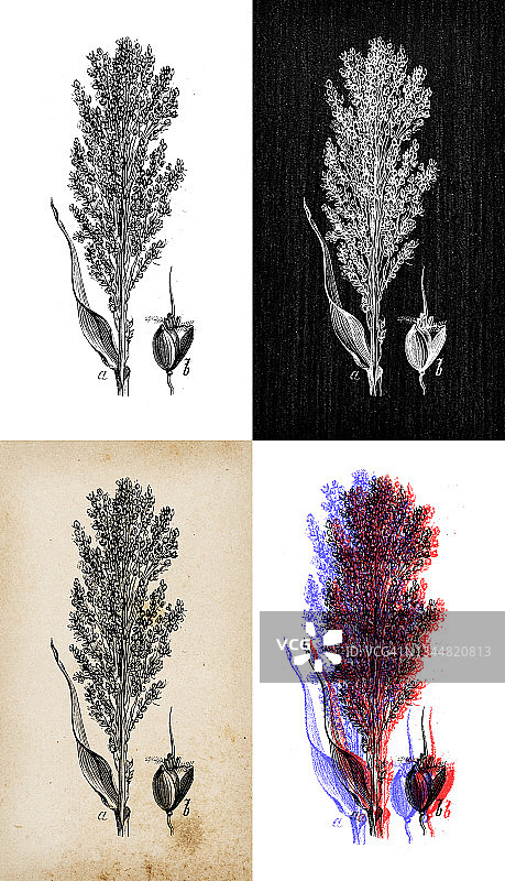 古植物学插图:高粱双色、高粱、大谷子图片素材