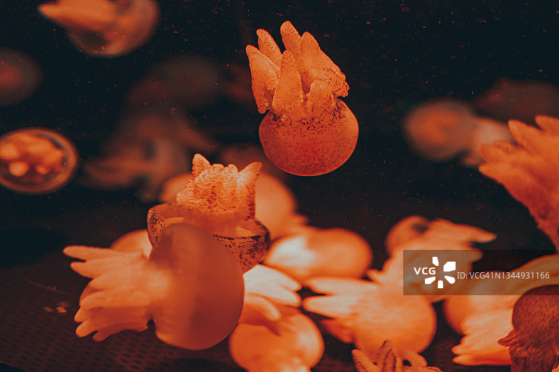 水族馆里水母的特写镜头图片素材
