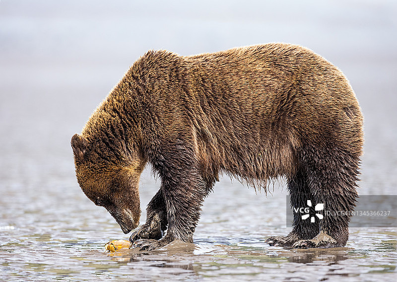 阿拉斯加棕熊和蛤蜊图片素材