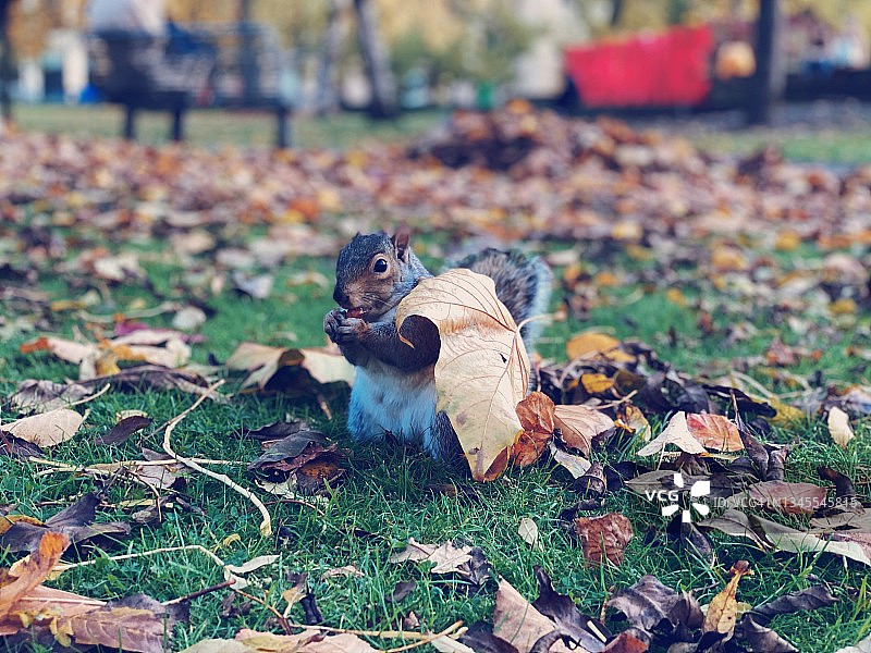 灰色/灰色松鼠在秋天吃榛子被落叶包围。图片素材
