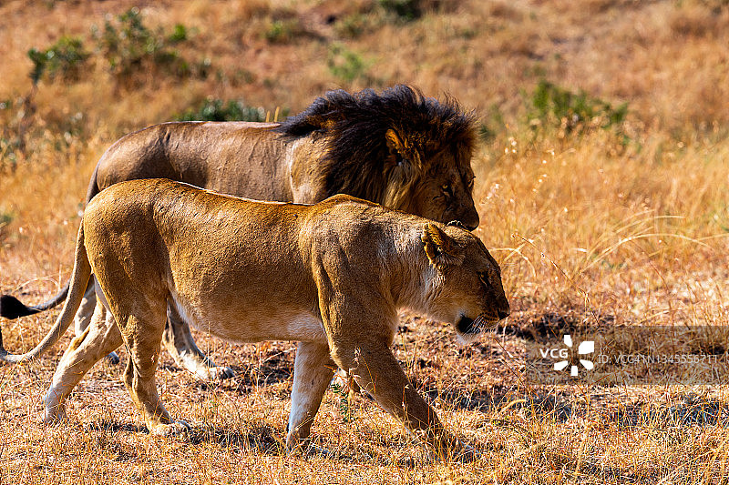 母狮和狮子在野外狩猎。图片素材
