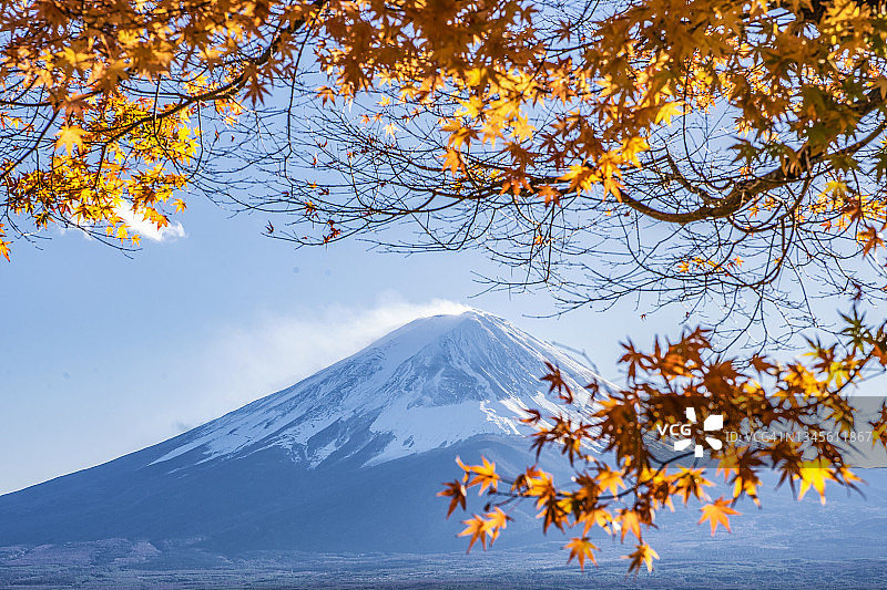 日本，富士山和川口湖秋天的金色枫叶图片素材