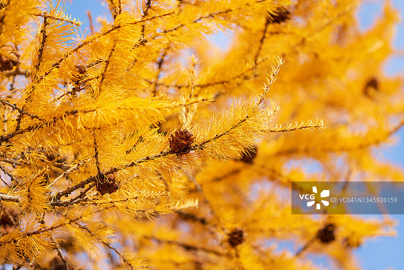 秋天背景的金色落叶松的树枝上有圆锥形图片素材
