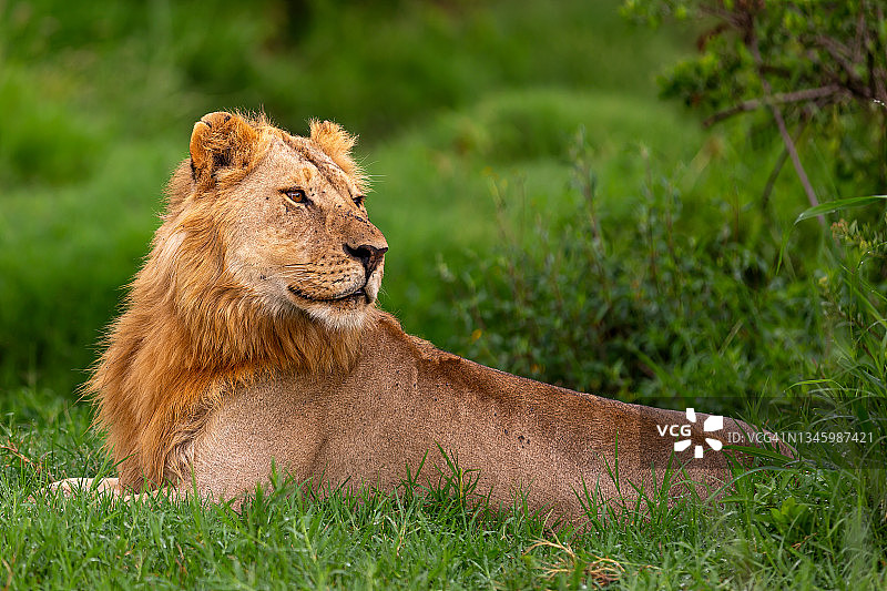绿色的狮子在野外休息。图片素材