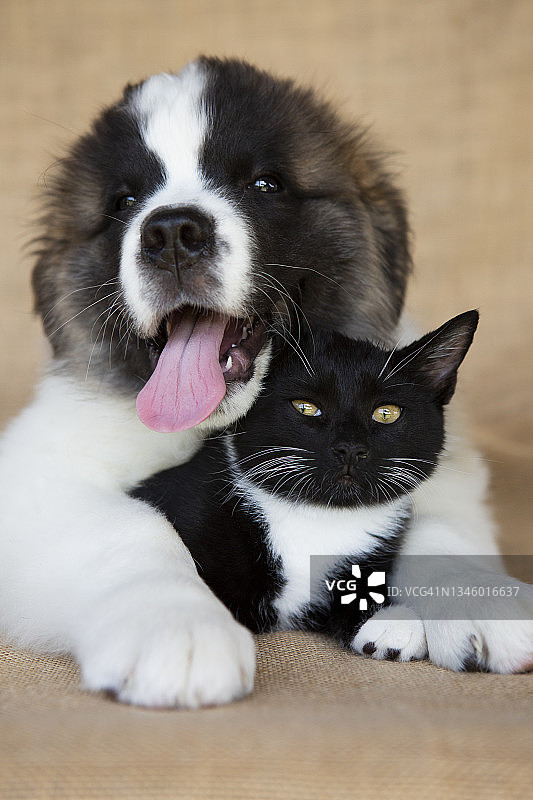 一只伸出舌头的圣伯纳德犬小狗在工作室里拥抱一只小猫图片素材