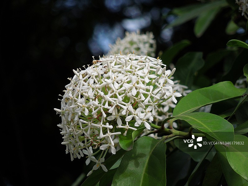 非常吸引人的一簇簇白色伊克索拉花盛开。Ixora coccinea“Odorata”。茜草科的家庭。图片素材