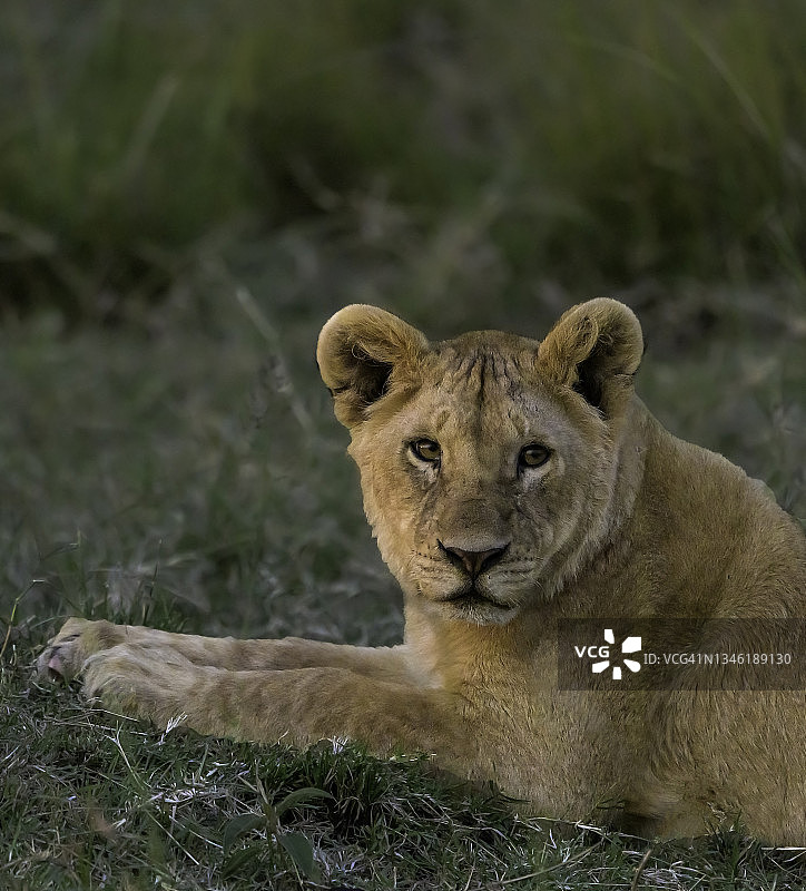 夕阳下的非洲荒野里的小狮子图片素材