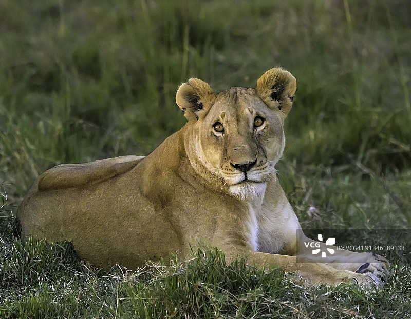 非洲荒野中夕阳下的母狮图片素材