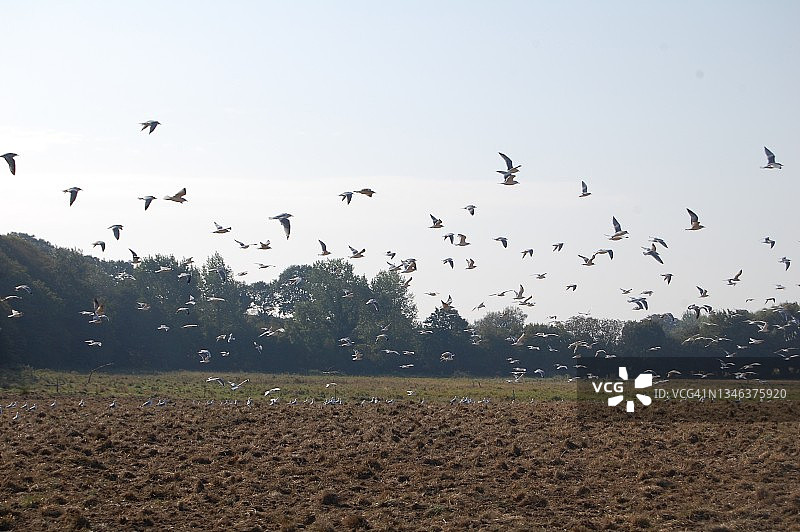 一群海鸥掠过被耙过的秋天的田野。图片素材