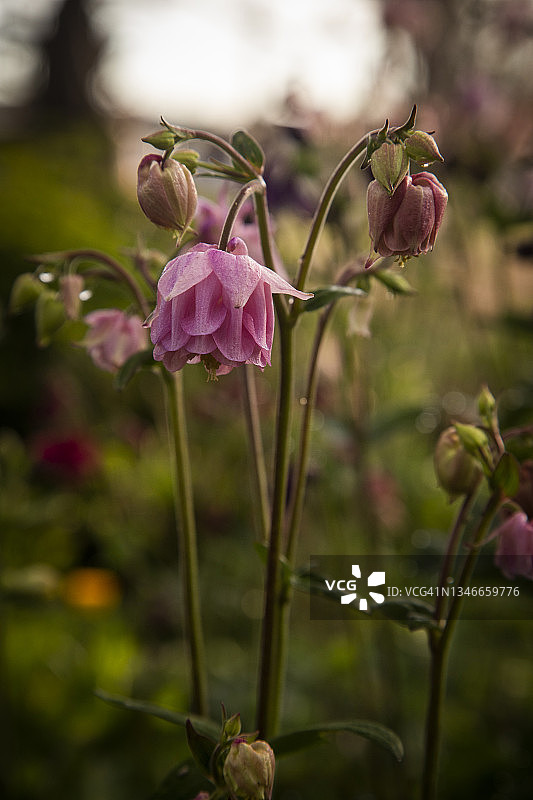 细致的粉红色衬裙花的Aquilegia vulgaris重瓣花，奶奶的帽子或耧斗菜背景是模糊的重点前景鲜花和芽。图片素材