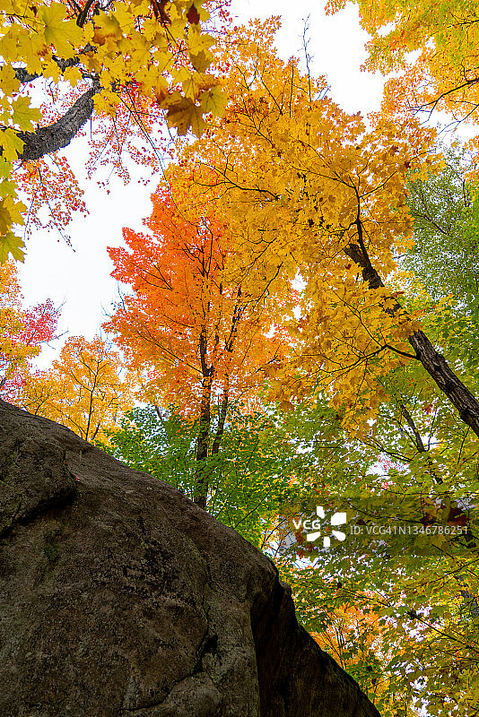 加拿大安大略省，阿尔冈昆省公园，秋景小径上的秋色图片素材