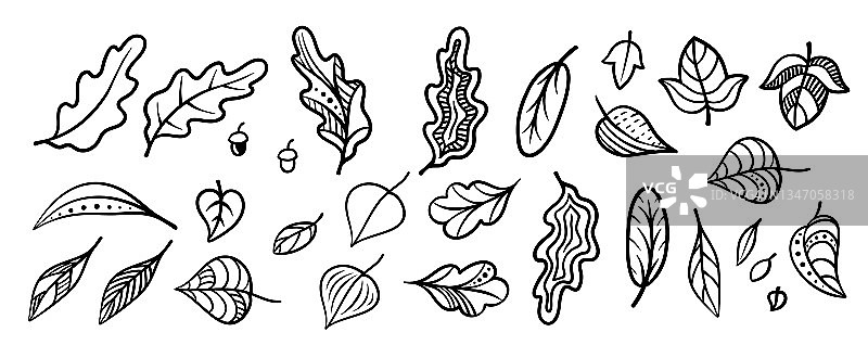 一组树叶。一组装饰性的树叶:橡树、桦树、桤木、白杨、丁香、杨树、白蜡树、榆树等。装饰图案的叶子。手绘。墨水。大纲。图片素材