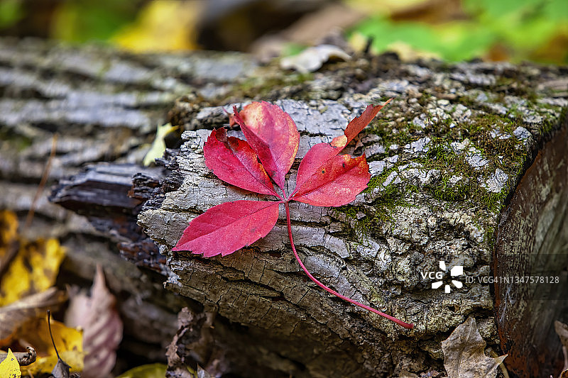 秋天树叶图片素材