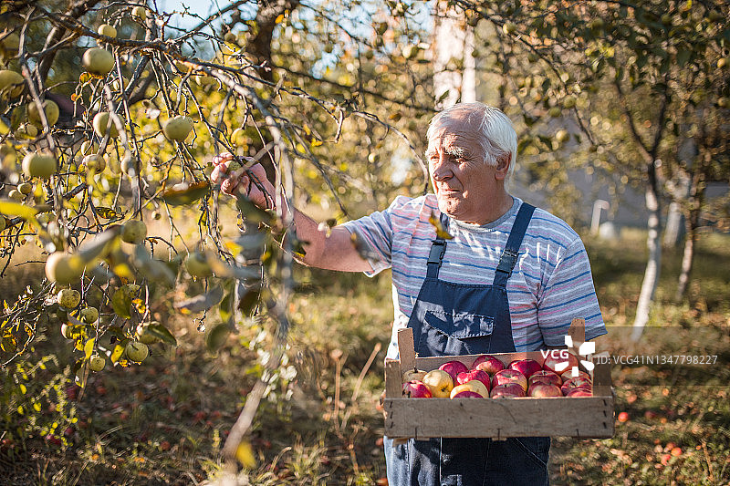 白发苍苍的老人在花园里摘苹果图片素材